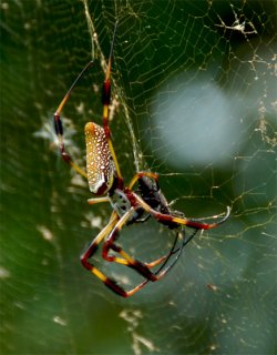 Banana Spider Okinawa